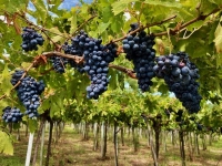 Herbstweine aus Italien