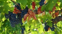 Weinbar beim Herbstding